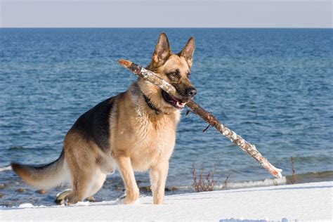 German Shepherds Love To Play Fetch German Shepherd Dogs Shepherd Dog
