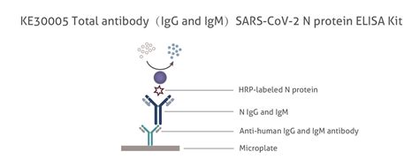 ヒト Anti Sars Cov 2 N Protein トータル抗体（igg And Igm）測定elisaキット 血清、血漿中のコロナ