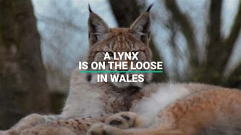 Lynx Escapes Borth Wild Animal Kingdom In Wales Sparking Fears It May