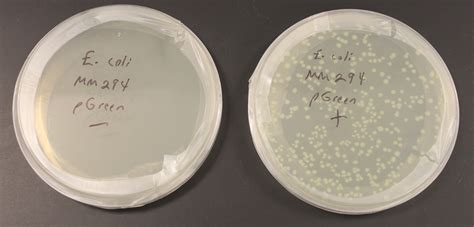 Bacteria Transformation Pgreen University Of Hawaiʻi Reed Lab