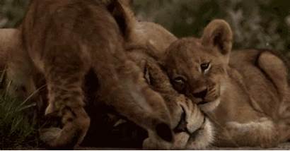 Lion Animals Cubs Gifs Cat Animal Wild