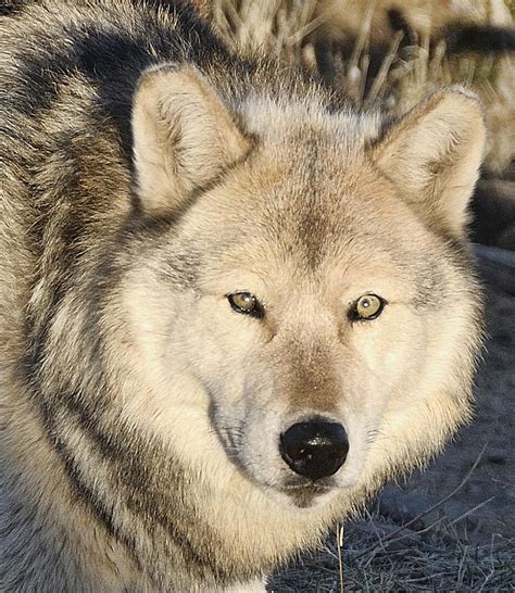 Wolf Wolves Predator Nature Winter Wildlife Animal Mammal Wild