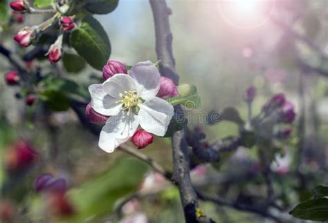 Blooming Flowers On An Apple Tree On A Sunny Spring Day Selective