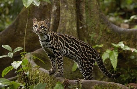Ocelot National Geographic Wallpaper Funny 1024x768 Download Hd