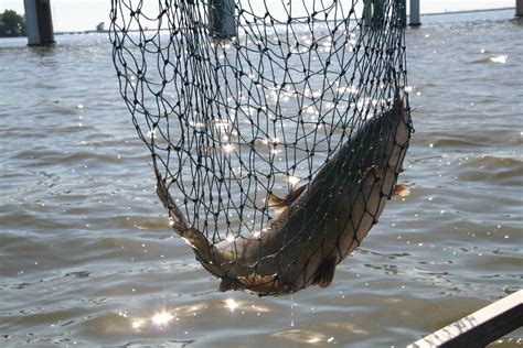 Catfishing Lake Eries Sandusky Bay By Wh Chip Gross Great Lakes Angler
