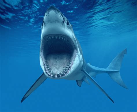 Ft Great White Shark Eaten By Huge Mystery Sea Monster