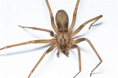 Found this Brown Recluse in my shop. : spiders