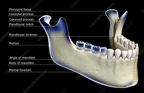 The Jaw Bone Stock Image F0019933 Science Photo Library