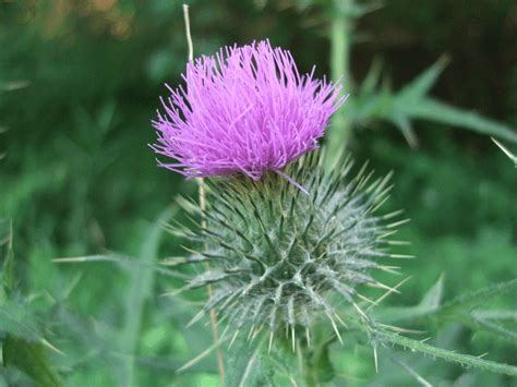 Washington State Noxious Weed Control Board