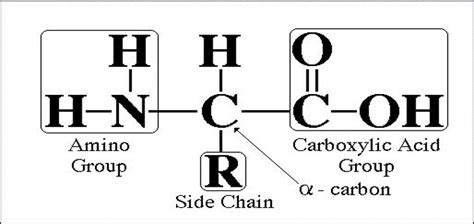 Amino Acid Types And Classification Biology Biochemithon