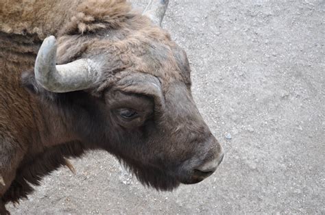 European Wisent Bison Bonasus Zoochat