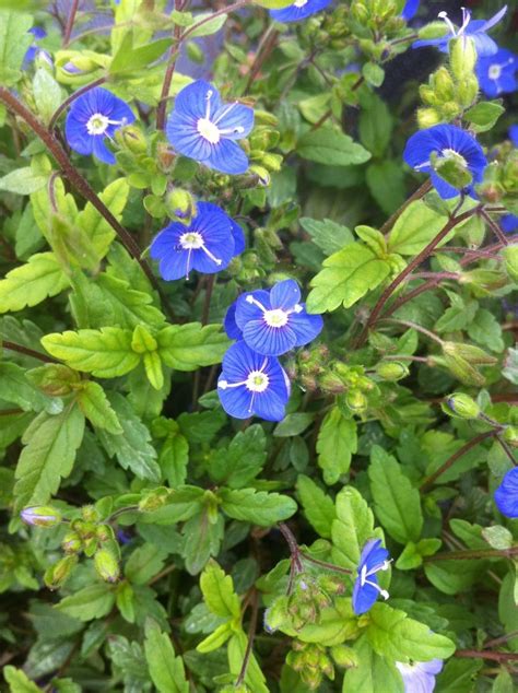 Blue Flowers Perennials Photos