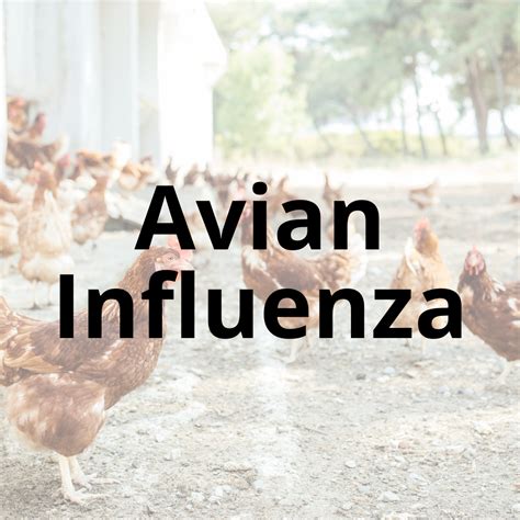 Avian Influenza Sonoma County Farm Bureau