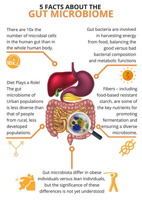 What Is The Gut Microbiome A Gutsy Girl® Gut Microbiome Plexus