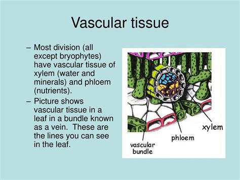 Vascular Tissue In Plants Plant Tissue The Vascular Tissue In