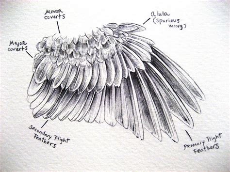 Pin By Keehotay 7 On Drawing Tips Wings Drawing Bird Wings Bird