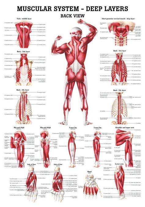 Muscular System Parts Anterior And Posterior