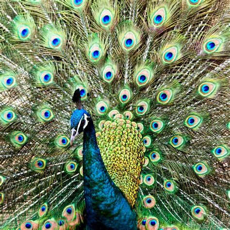 A large bird, the male of which has very long tail feathers that it can spread out to show…. World watches China conservation battle as rare green ...