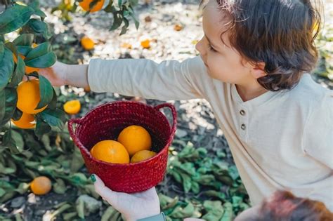 Premium Photo Child Boy Picking Up Oranges Fruits From Orange Tree In