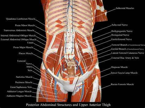 Anterior torso muscles 8 4 5 6 7. Torso Model Anatomy Labeled - Budget Tall Paul Torso Model ...