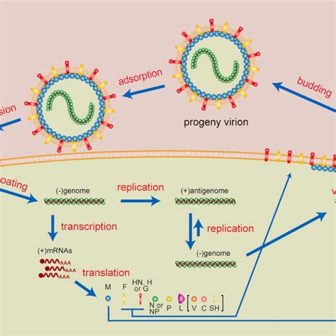 Schematic Illustration Of A Paramyxovirus Life Cycle Download