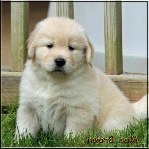 Also,the breed's friendly, tolerant attitude makes them fabulous family pets, and their intelligence makes them highly capable working dogs. Cheap Golden Retriever Puppies Near Me | PETSIDI