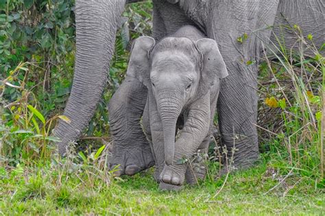 Asian Elephant Calf With Mother Nature Photography Wall Art Prints