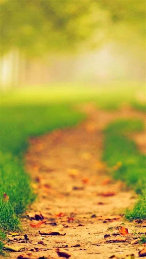 Path Between Green Grass In Blur Trees Background 4k Hd