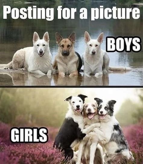 Heckin Good Doggo Memes Funny Animal Jokes Funny Animal Memes