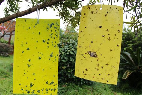 G2plus 15x20cm Yellow Dual Sticky Fly Traps For Aphid Insects White