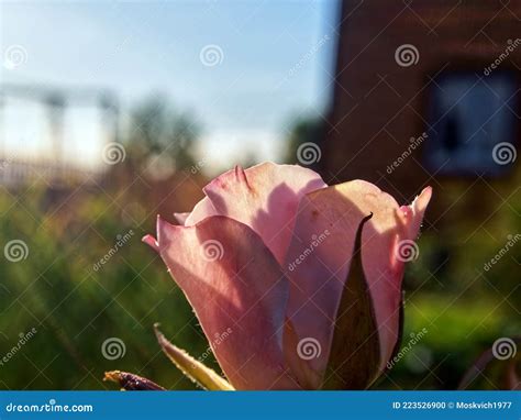 A Blooming Rosebud Of Pink Color In The Garden Stock Photo Image Of