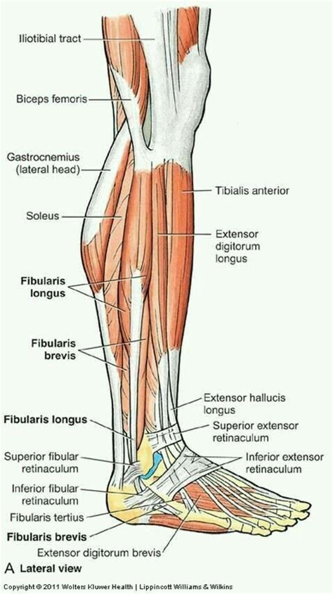 Leg Muscle Diagram Quads The Complete List Of Bodybuilding Leg
