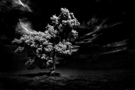 Black Tree Wallpapers Top Free Black Tree Backgrounds Wallpaperaccess