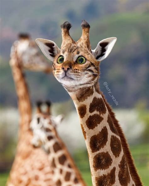 Giraffe With A Cats Face Funny Artists Photos Of Cats As Other