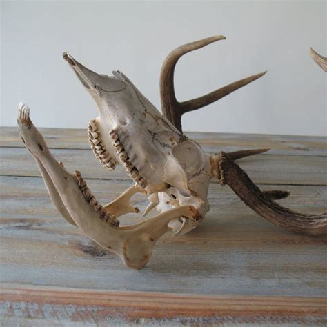 Deer Skull With Antlers And Jaw Bone Chairish