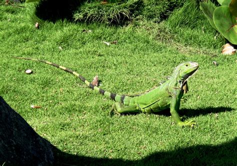Iguana Is A Herbivorous Genus Of Lizard Native To Tropical Areas Of Central America And The