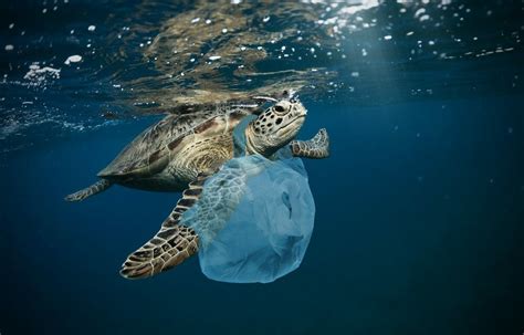 Petition Save Sea Turtles From Choking To Death On Single Use Plastics