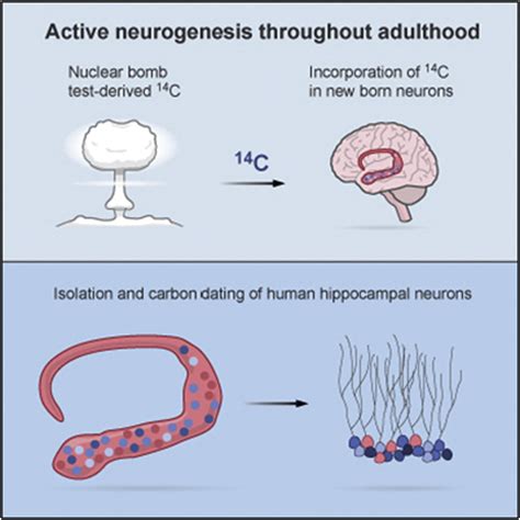 Dynamics Of Hippocampal Neurogenesis In Adult Humans Cell