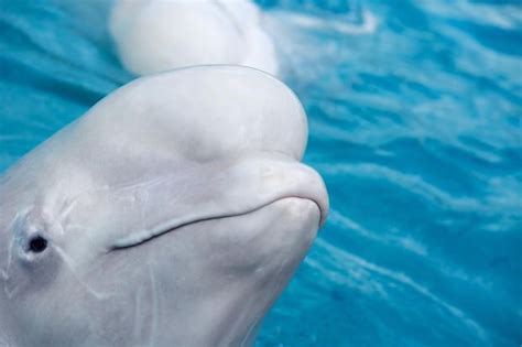 10 Playful Facts About Beluga Whales Beluga Whale Whale Beluga