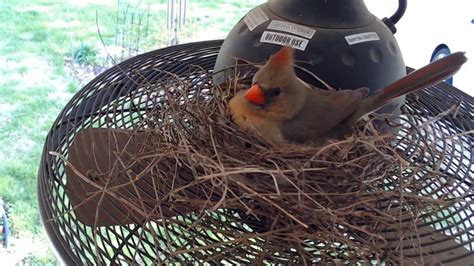 The Essential Guide To Developing Healthy Cardinal Nesting Habits Sarpo