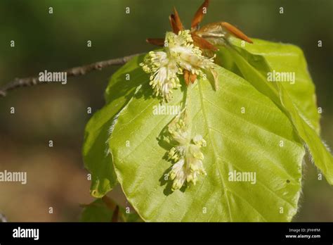 Fagus Sylvatica Beech Fresh Leaves Flowers Stock Photo Alamy