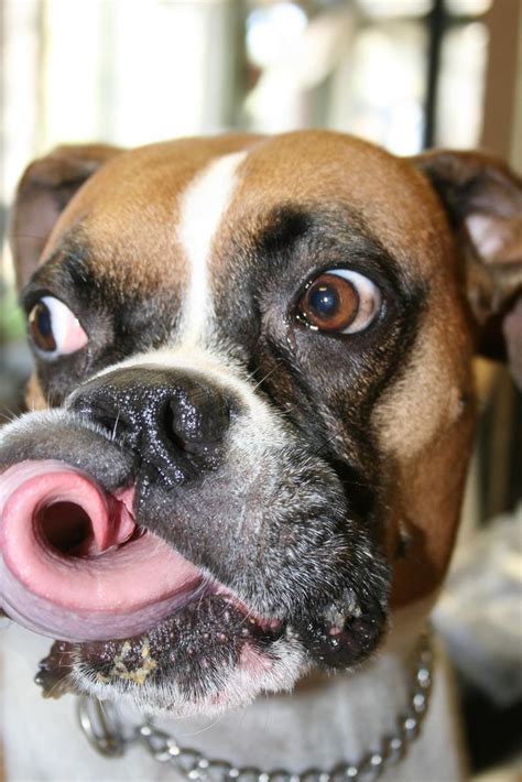 Cute Boxer Dog Random Stuff Pinterest Tongue