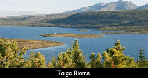 Fun Facts For Kids About Taiga Biome