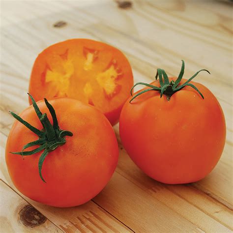 Amish Gold Slicer Tomato Heirloom Tomato Seeds Totally Tomatoes