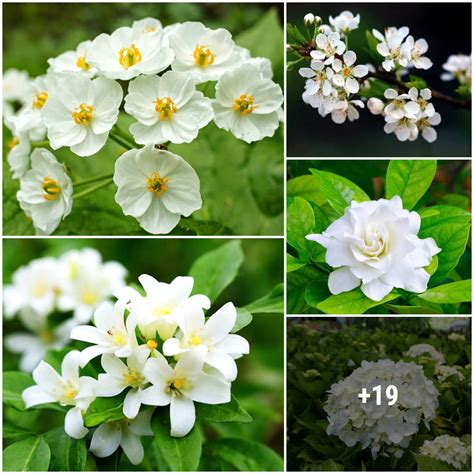 The 11 Best White Flowered Plants To Brighten Up Your Garden Landscape