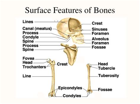 Ppt Chapter 8 The Skeletal System Powerpoint Presentation Free