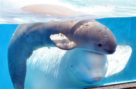 A Baby Beluga Whale Swims Close To Her 11 Year Old Mother At Hakkeijima Sea Paradise In Tokyo