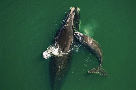 Why We Must Protect North Atlantic Right Whales Migration