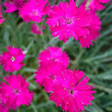 Dianthus Neon Star Pinks For Sale Rare Roots