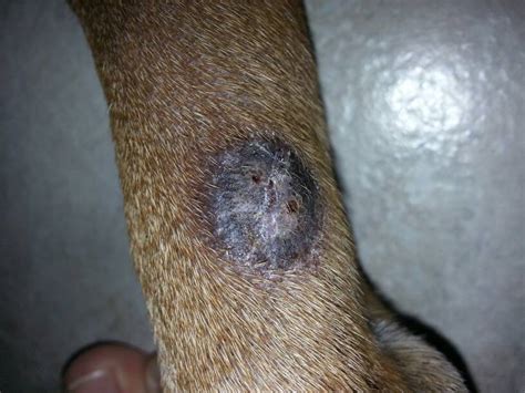 Round Raised Area On Inside Leg Page 12 Boxer Forum Boxer Breed